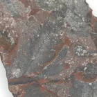 Megkövesedett Páfránylevél Lenyomat Fosszília Kőzetben (26) ~91x70x7mm Pécs Magyarország Jura Kor