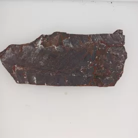   Megkövesedett Páfránylevél Lenyomat Fosszília Kőzetben (27) ~124x53x10mm Pécs Magyarország Jura Kor