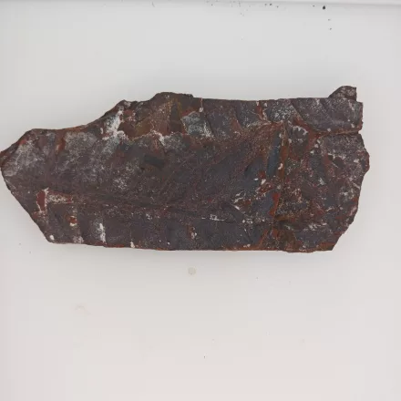 Megkövesedett Páfránylevél Lenyomat Fosszília Kőzetben (27) ~124x53x10mm Pécs Magyarország Jura Kor