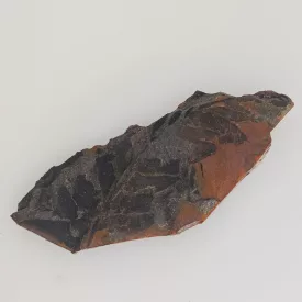   Megkövesedett Páfránylevél Lenyomat Fosszília Kőzetben (28) ~105x42x11mm Pécs Magyarország Jura Kor