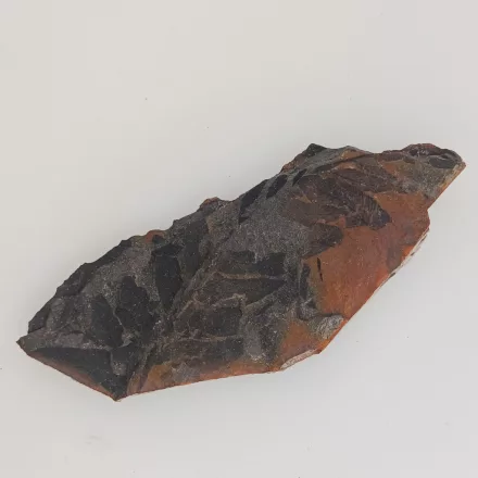 Megkövesedett Páfránylevél Lenyomat Fosszília Kőzetben (28) ~105x42x11mm Pécs Magyarország Jura Kor