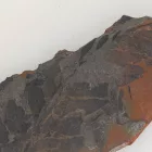 Megkövesedett Páfránylevél Lenyomat Fosszília Kőzetben (28) ~105x42x11mm Pécs Magyarország Jura Kor