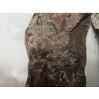 Megkövesedett Páfránylevél Lenyomat Fosszília Egész Kőzetben (2) ~190x90x40mm Pécs Magyarország Jura Kor