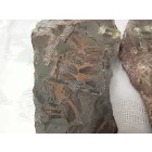 Megkövesedett Páfránylevél Lenyomat Fosszília Egész Kőzetben (2) ~190x90x40mm Pécs Magyarország Jura Kor