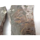 Megkövesedett Páfránylevél Lenyomat Fosszília Egész Kőzetben (2) ~190x90x40mm Pécs Magyarország Jura Kor