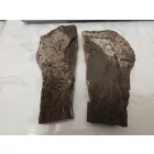 Megkövesedett Páfránylevél Lenyomat Fosszília Egész Kőzetben (2) ~190x90x40mm Pécs Magyarország Jura Kor