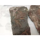 Megkövesedett Páfránylevél Lenyomat Fosszília Egész Kőzetben (2) ~190x90x40mm Pécs Magyarország Jura Kor