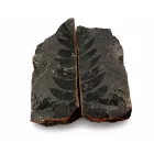 Megkövesedett Páfránylevél Lenyomat Fosszília Egész Kőzetben (3) ~90x95x60mm Pécs Magyarország Jura Kor