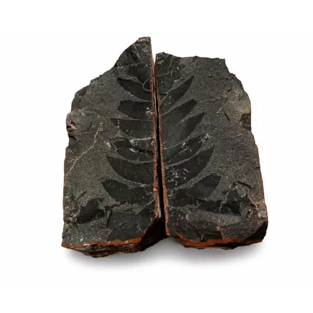 Megkövesedett Páfránylevél Lenyomat Fosszília Egész Kőzetben (3) ~90x95x60mm Pécs Magyarország Jura Kor