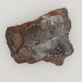   Megkövesedett Páfránylevél Lenyomat Fosszília Kőzetben (30) ~47x38x5mm Pécs Magyarország Jura Kor