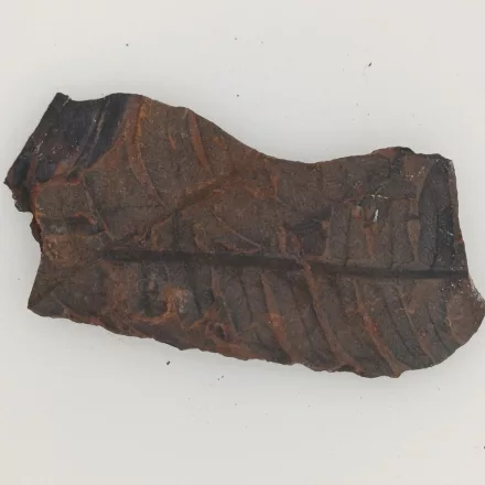 Megkövesedett Páfránylevél Lenyomat Fosszília Kőzetben (31) ~63x30x3mm Pécs Magyarország Jura Kor