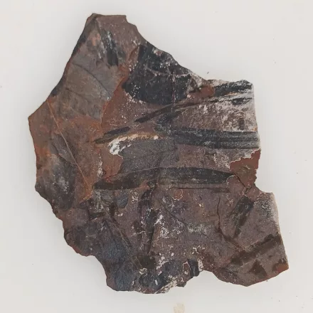 Megkövesedett Páfránylevél Lenyomat Fosszília Kőzetben (32) ~72x56x6mm Pécs Magyarország Jura Kor