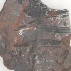 Megkövesedett Páfránylevél Lenyomat Fosszília Kőzetben (32) ~72x56x6mm Pécs Magyarország Jura Kor