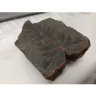 Megkövesedett Páfránylevél Lenyomat Fosszília Egész Kőzetben (3) ~90x95x60mm Pécs Magyarország Jura Kor