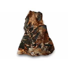   Megkövesedett Páfránylevél Lenyomat Fosszília Kőzetben (4) ~90x60x30mm Pécs Magyarország Jura Kor