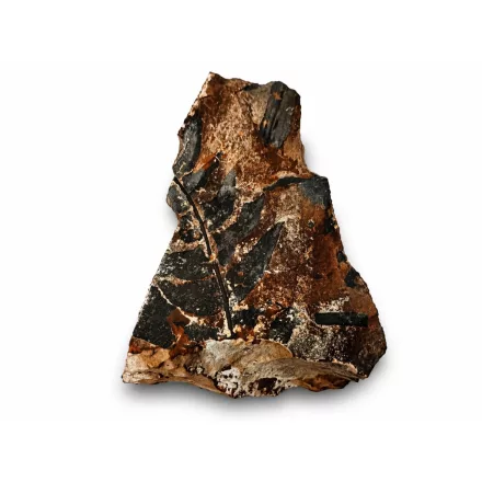 Megkövesedett Páfránylevél Lenyomat Fosszília Kőzetben (4) ~90x60x30mm Pécs Magyarország Jura Kor