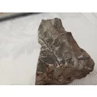 Megkövesedett Páfránylevél Lenyomat Fosszília Kőzetben (4) ~90x60x30mm Pécs Magyarország Jura Kor