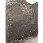 Megkövesedett Páfránylevél Lenyomat Fosszília Kőzetben (7) ~135x100x10mm Pécs Magyarország Jura Kor