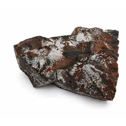 Megkövesedett Páfránylevél Lenyomat Fosszília Kőzetben (8) ~140x100x35mm Pécs Magyarország Jura Kor