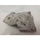 Megkövesedett Páfránylevél Lenyomat Fosszília Kőzetben (8) ~140x100x35mm Pécs Magyarország Jura Kor