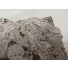 Megkövesedett Páfránylevél Lenyomat Fosszília Kőzetben (8) ~140x100x35mm Pécs Magyarország Jura Kor