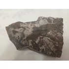 Megkövesedett Páfránylevél Lenyomat Fosszília Kőzetben (8) ~140x100x35mm Pécs Magyarország Jura Kor