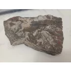 Megkövesedett Páfránylevél Lenyomat Fosszília Kőzetben (8) ~140x100x35mm Pécs Magyarország Jura Kor