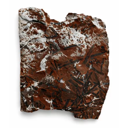 Megkövesedett Páfránylevél Lenyomat Fosszília Kőzetben (9) ~150x130x15mm Pécs Magyarország Jura Kor