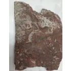 Megkövesedett Páfránylevél Lenyomat Fosszília Kőzetben (9) ~150x130x15mm Pécs Magyarország Jura Kor