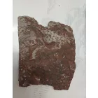 Megkövesedett Páfránylevél Lenyomat Fosszília Kőzetben (9) ~150x130x15mm Pécs Magyarország Jura Kor