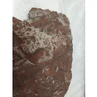 Megkövesedett Páfránylevél Lenyomat Fosszília Kőzetben (9) ~150x130x15mm Pécs Magyarország Jura Kor