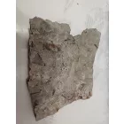 Megkövesedett Páfránylevél Lenyomat Fosszília Kőzetben (9) ~150x130x15mm Pécs Magyarország Jura Kor