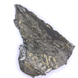   Megkövesedett Páfránylevél Lenyomat Fosszília Kőzetben ~123x83x12mm Mazon Creek, Illinois, USA, Karbon Kor