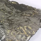 Megkövesedett Páfránylevél Lenyomat Fosszília Kőzetben ~123x83x12mm Mazon Creek, Illinois, USA, Karbon Kor