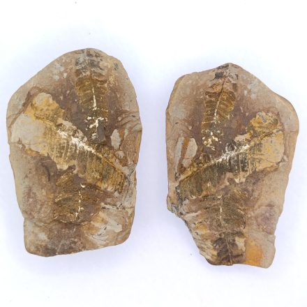 Megkövesedett Páfránylevél Lenyomat Fosszília Egész Kőzetben ~73x48x26mm Mazon Creek, Illinois, USA, Karbon Kor