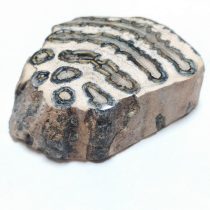 Polírozott Megkövesedett Mamutfog Fosszília ~67x64x21mm