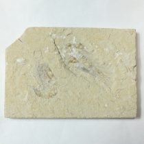   Megkövesedett Rák Lenyomat Fosszília Dupla ~107x75x10mm Libanon, Kréta Kor