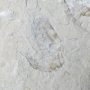 Megkövesedett Rák Lenyomat Fosszília Dupla ~107x75x10mm Libanon, Kréta Kor