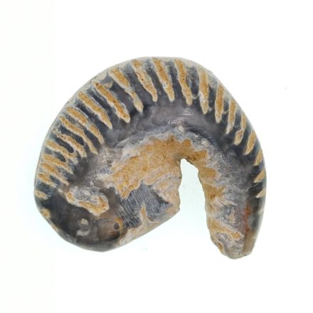 Rastellum Puhatestű Fosszília ~46x44x24mm Madagaszkár Kréta Kor