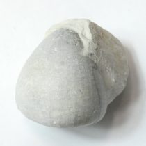   Megkövesedett Tengeri Sün Echinocorys Fosszília Kőzetben ~52x60x56mm Németország, Kéta Kor
