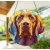Vizsla Kutya (63) Napfogó 15cm